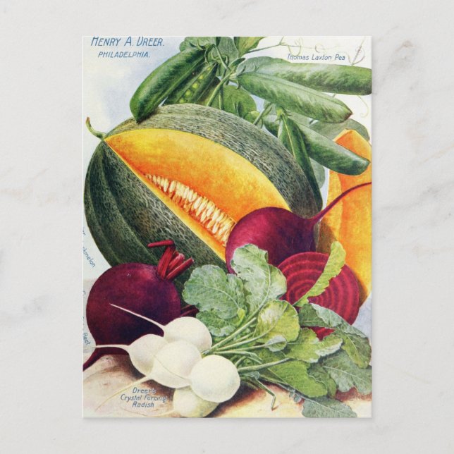 Vintage Saatgutanzeige Postkarte (Vorderseite)