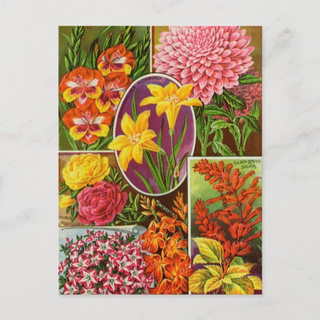 Vintage Saatgutanzeige Postkarte (Vorderseite)