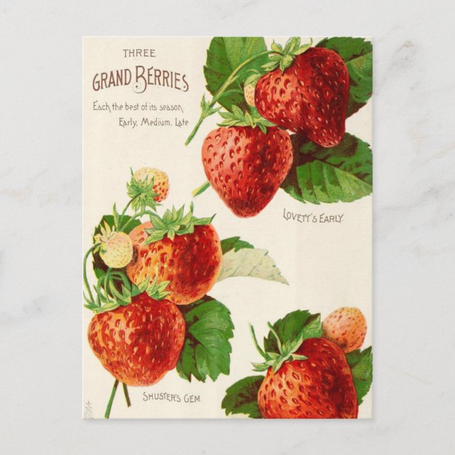 Vintage Saatgutanzeige Postkarte (Vorderseite)