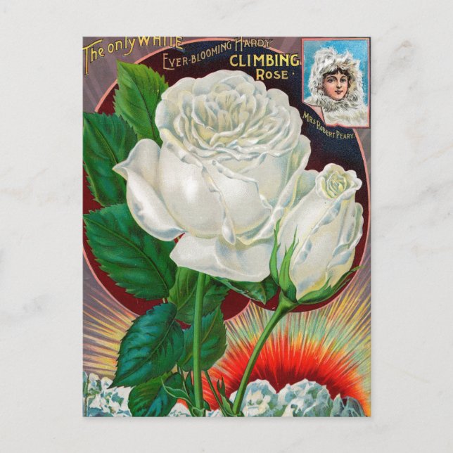 Vintage Saatgutanzeige Postkarte (Vorderseite)