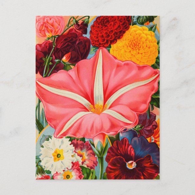 Vintage Saatgutanzeige Postkarte (Vorderseite)