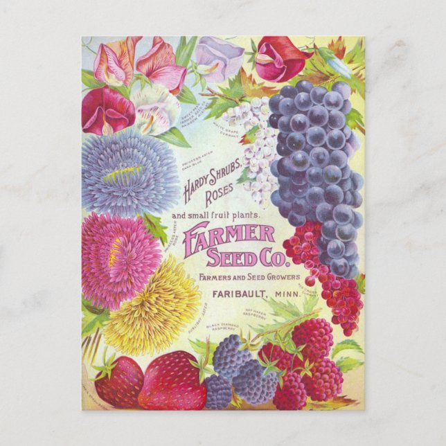 Vintage Saatgutanzeige Postkarte (Vorderseite)