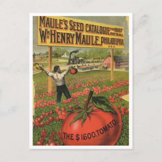Vintage Saatgutanzeige Postkarte (Vorderseite)