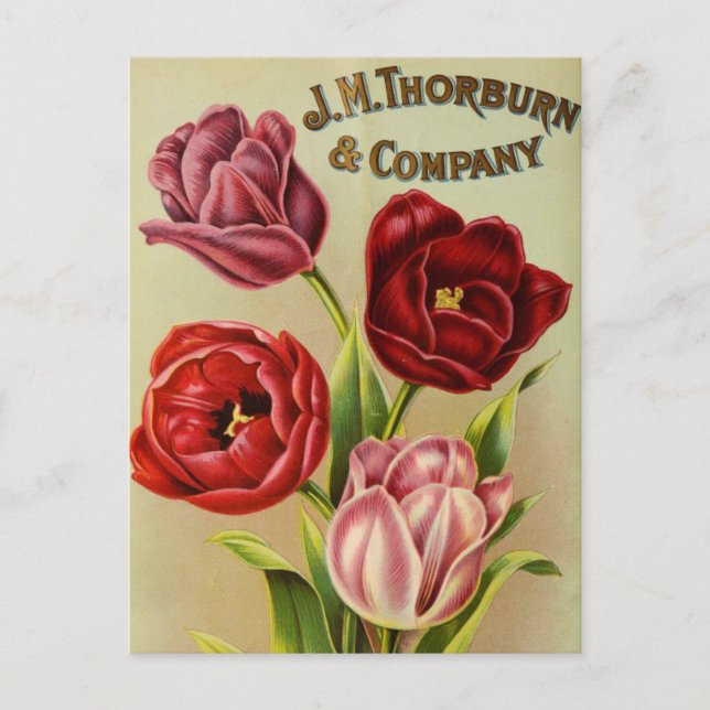 Vintage Saatgutanzeige Postkarte (Vorderseite)