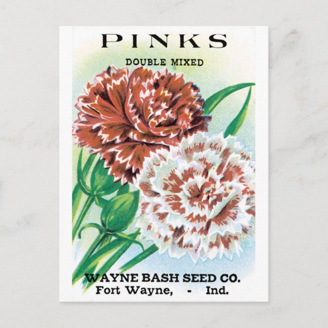 Vintage Saatgutverpackung Kunst, Pinks Nelke Blume Postkarte (Vorderseite)