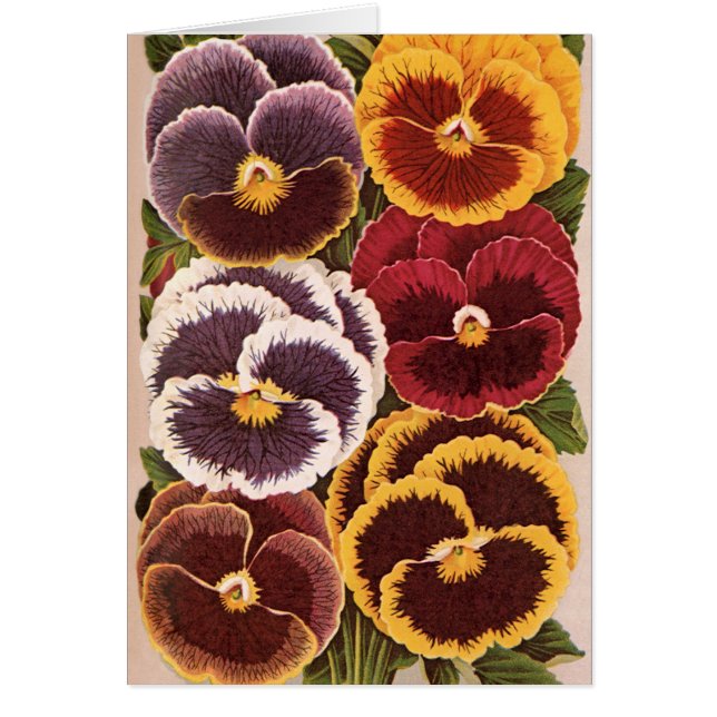 Vintage Saatpacketiketten, Blume der Gartenhalle (Vorne)
