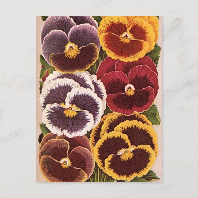 Vintage Saatpacketiketten, Blume der Gartenhalle Postkarte (Vorderseite)