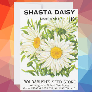 Vintage Saatpackung Kunst, Shasta Daisy Blume