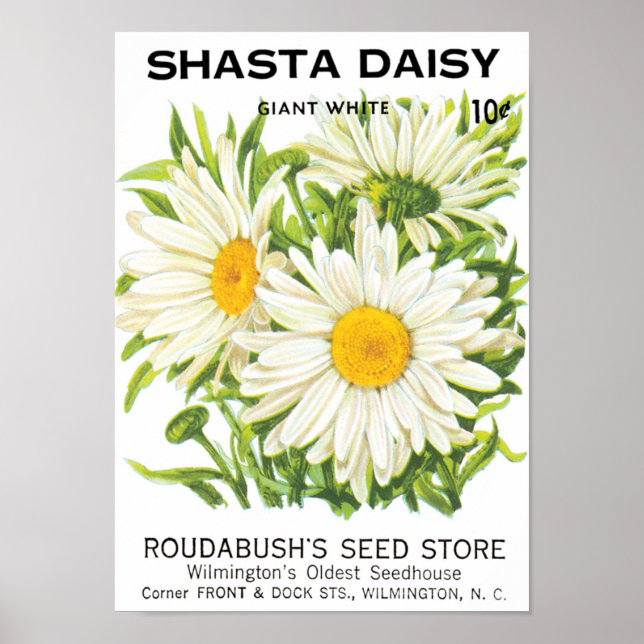 Vintage Saatpackung Kunst, Shasta Daisy Blume Poster (Vorne)