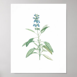 Vintage Salbei Botanische Blume Poster