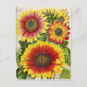 Vintage-Samen-Werbe-Postkarte Postkarte