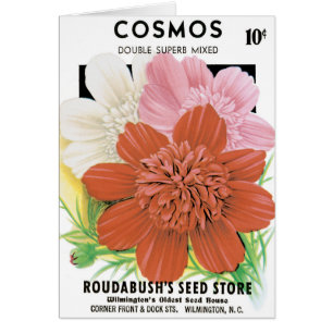 Vintage-Samenpaket-Kunst, Kosmos-Gartenblumen