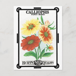 Vintage-Samenpaket-Label-Kunst, Calliopsis-Blumen Postkarte