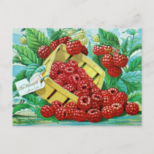 Vintage-Samenwerbepostkarte Postkarte