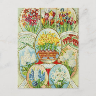 Vintage-Samenwerbepostkarte Postkarte
