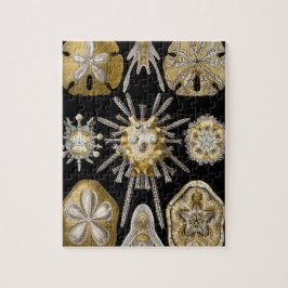 Vintage SandDollars Sea Urchins von Ernst Haeckel