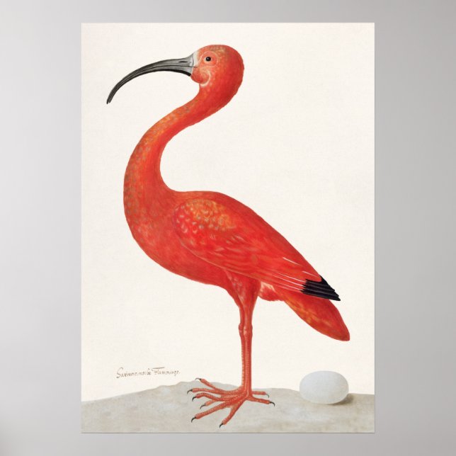 Vintage Scarlet Ibis Illustration Poster (Vorne)