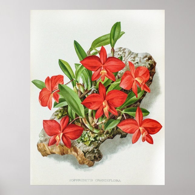 Vintage Scarlet Sophronitis Orchid Blume Poster (Vorne)