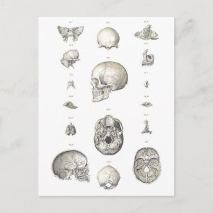 Vintage-Schädel und Knochenanatomie Postkarte
