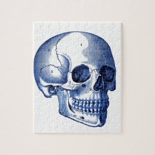 Vintage-Schädelanatomie