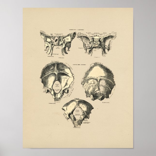 Vintage Schädelknochen 1880 drucken Poster (Vorne)