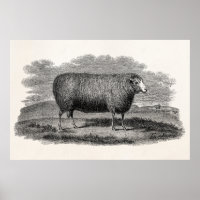 Vintage Schaf Mutterschaf Illustration Retro Wolle