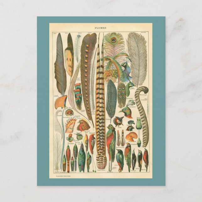 Vintage Schalen Postkarte (Vorderseite)