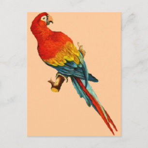 Vintage-*Scharlachara*-Papageien-Design Postkarte