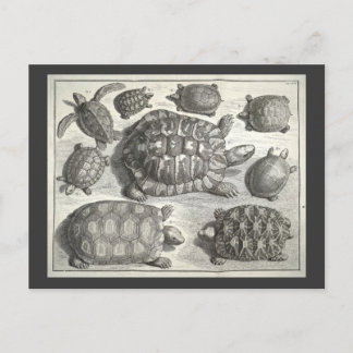 Vintage Schildkrötenätzung Postkarte