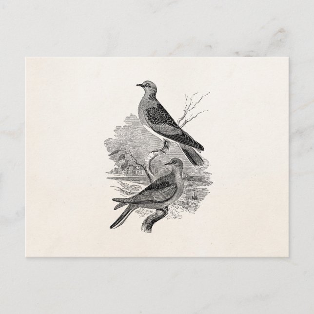 Vintage Schildkrötentauben Vogelvögel Personalisie Postkarte (Vorderseite)