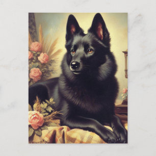 Vintage-Schipperke-Hundebild Postkarte