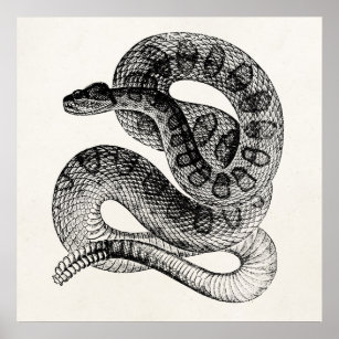 Vintage Schlangen-Reptile-Schlange Poster