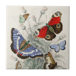 Vintage-Schmetterling-Botanische Wissenschaftliche Fliese