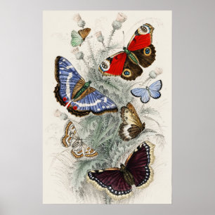 Vintage-Schmetterling-Botanische-wissenschaftliche Poster