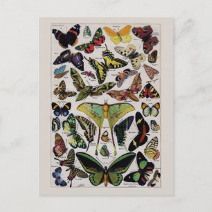Vintage Schmetterling Motten Kunst Postkarte