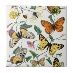 Vintage Schmetterling & Nachtfalter Fliese