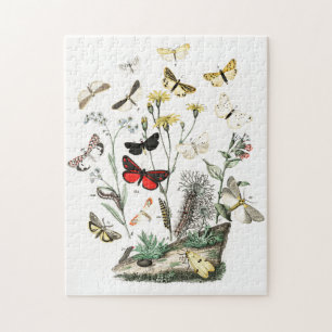 Vintage Schmetterlinge & Moths Illustration Art