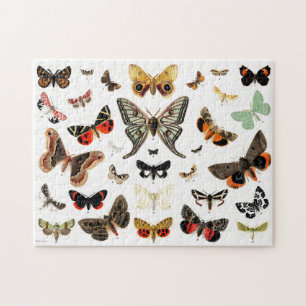 Vintage Schmetterlinge & Moths Illustration Art