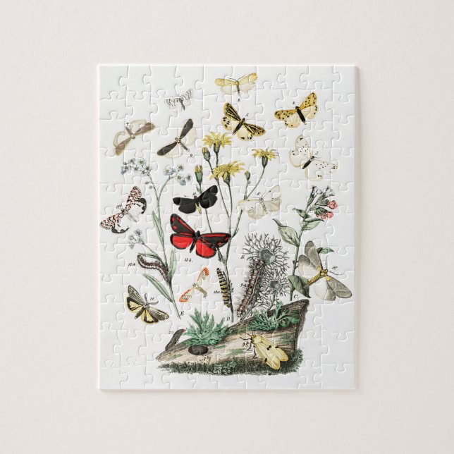 Vintage Schmetterlinge & Moths Illustration Art (Vertikal)