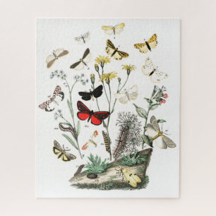 Vintage Schmetterlinge & Moths Illustration Art