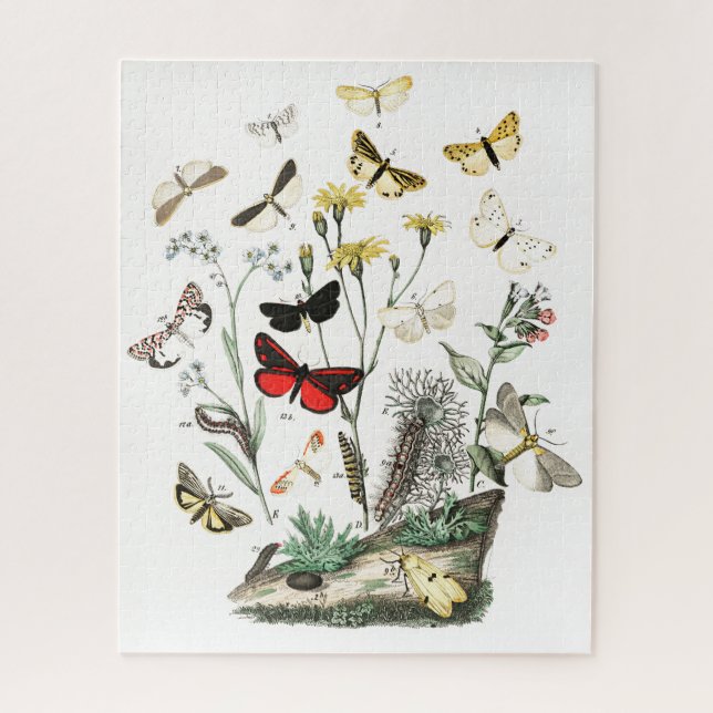 Vintage Schmetterlinge & Moths Illustration Art (Vertikal)