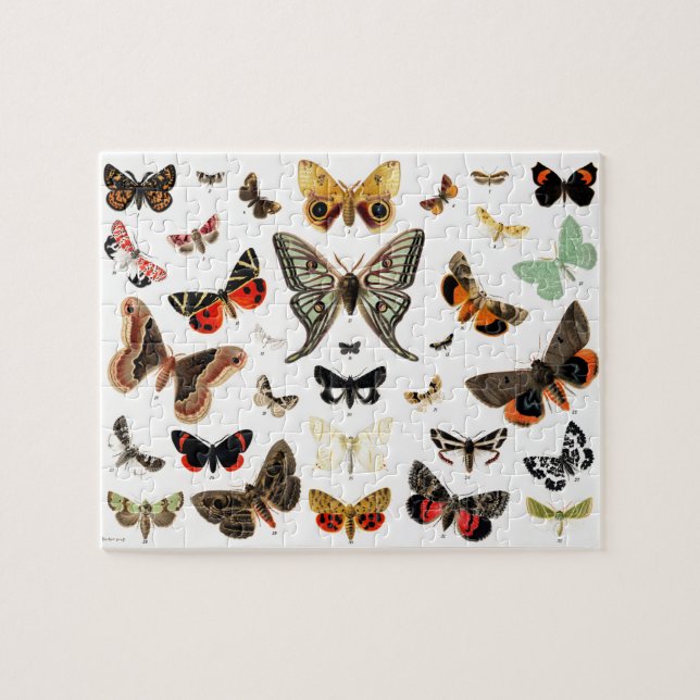 Vintage Schmetterlinge & Moths Illustration Art (Horizontal)