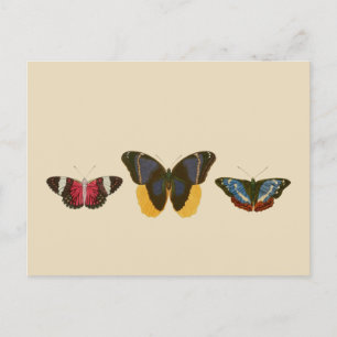 Vintage Schmetterlinge Postkarte