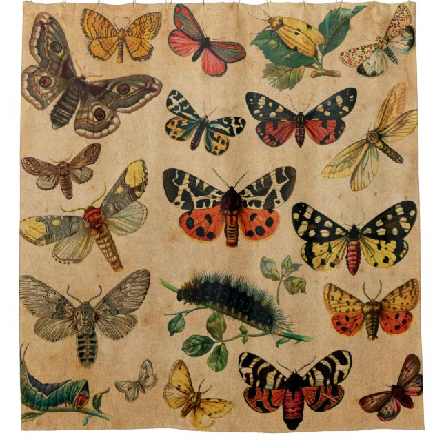Vintage Schmetterlinge und Motten (8.jpg) Duschvorhang (Vorderseite)