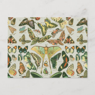 Vintage Schmetterlings-Motten-Musterdruck Postkarte