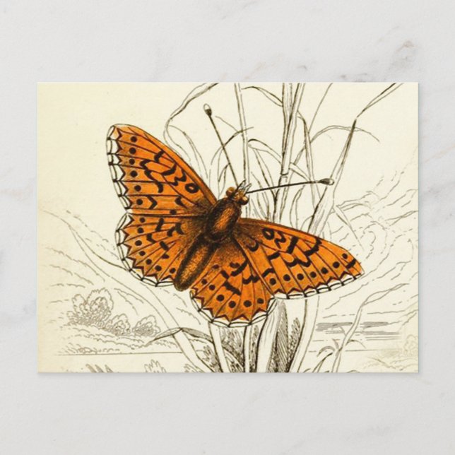 Vintage Schmetterlingsdarstellung, orange und schw Postkarte (Vorderseite)
