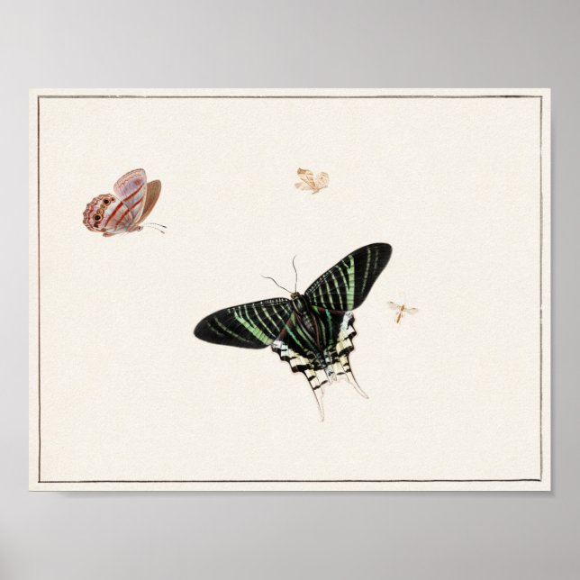 Vintage Schmetterlingsdarstellung Poster (Vorne)