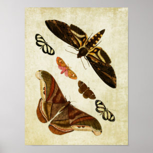 Vintage Schmetterlingsdruck 126 Poster