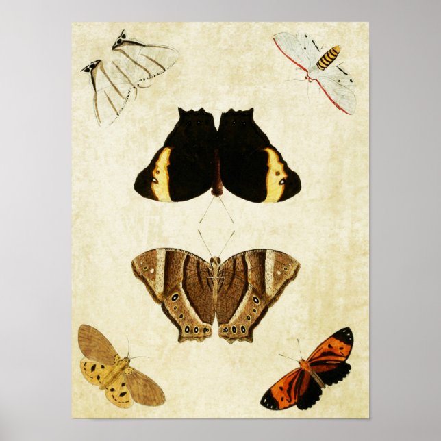 Vintage Schmetterlingsdruck 133 Poster (Vorne)