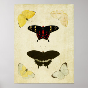 Vintage Schmetterlingsdruck 141 Poster